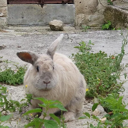 De Chantemerliere * Contre (Charente-Maritime)