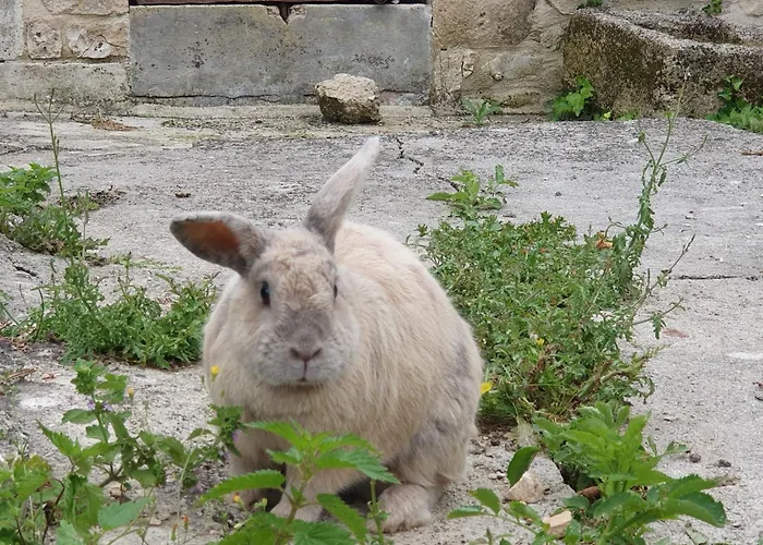 De Chantemerliere * Contre (Charente-Maritime)